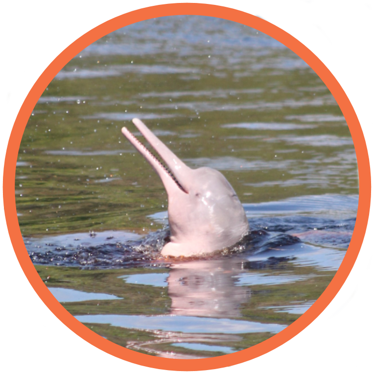 Amazon River Dolphin - Endangered