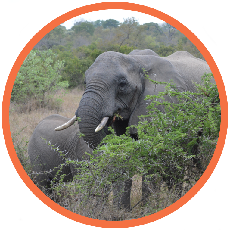 African Savanna Elephant - Endangered