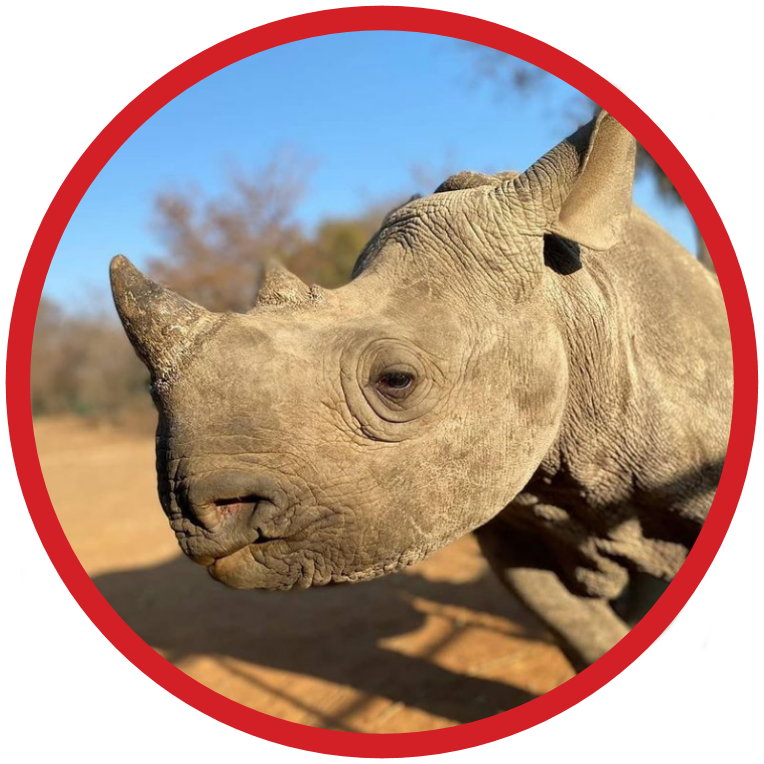 Black Rhino - Critically Endangered
