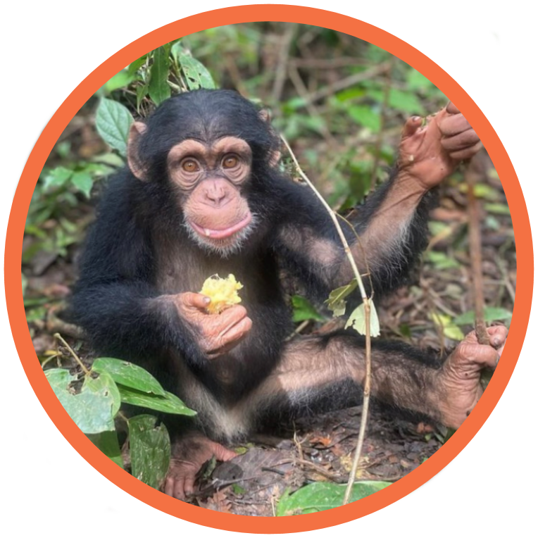 Chimpanzee - Endanagered