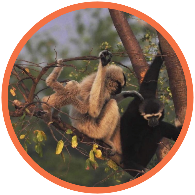 Pileated Gibbon - Endangered