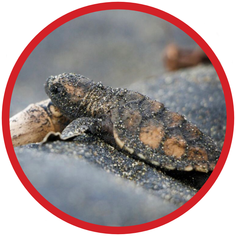 Hawksbill Turtle - Critically Endangered