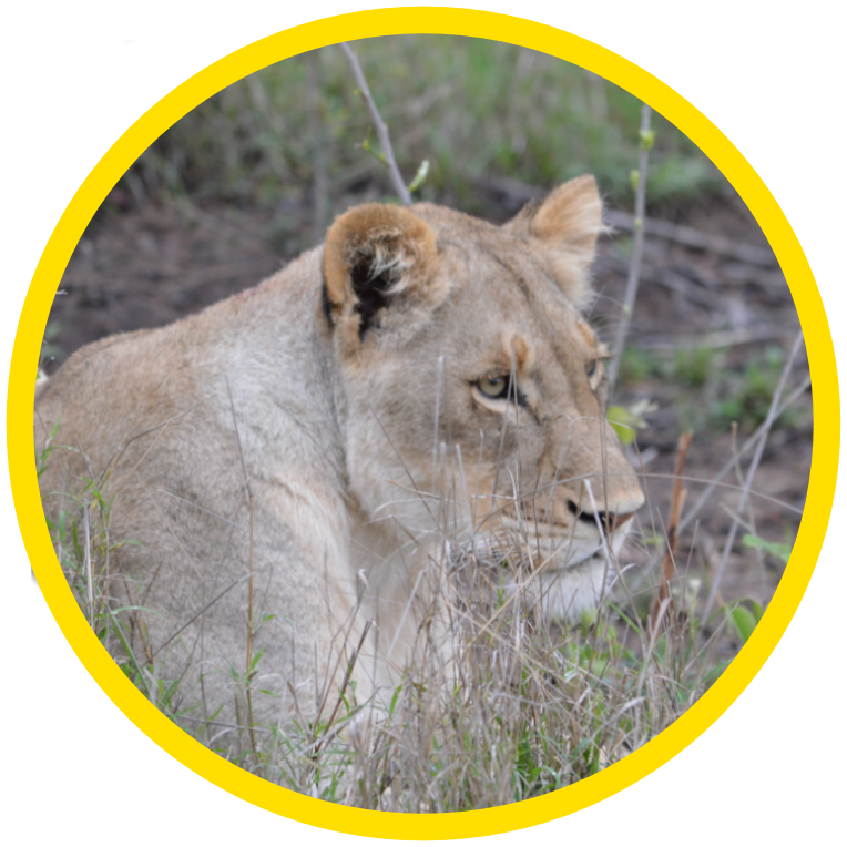 African Lion - Vulnerable