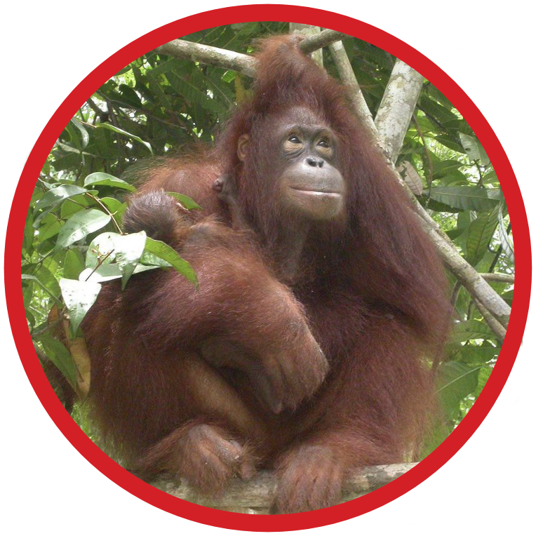 Bornean Orangutan - Critically Endanagered