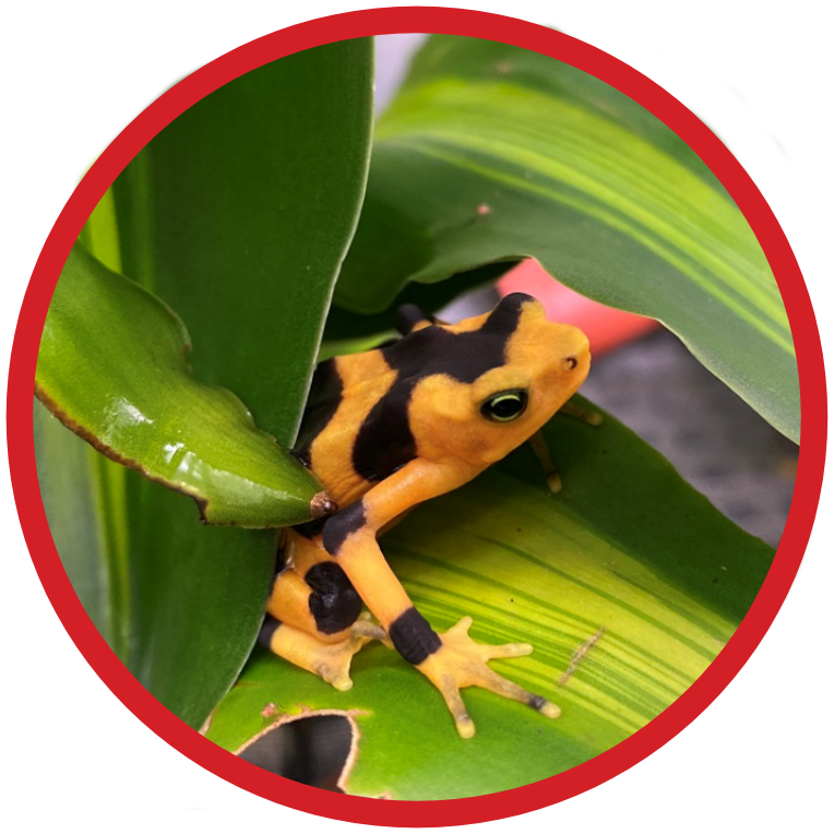 Panamanian Golden Frog - Critically Endangered