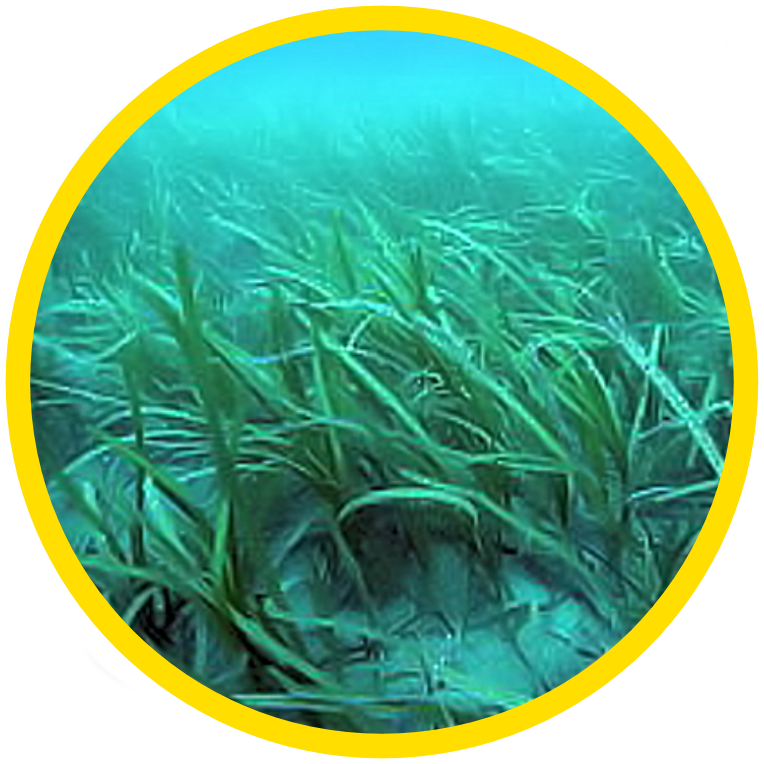 Seagrass - Vulnerable