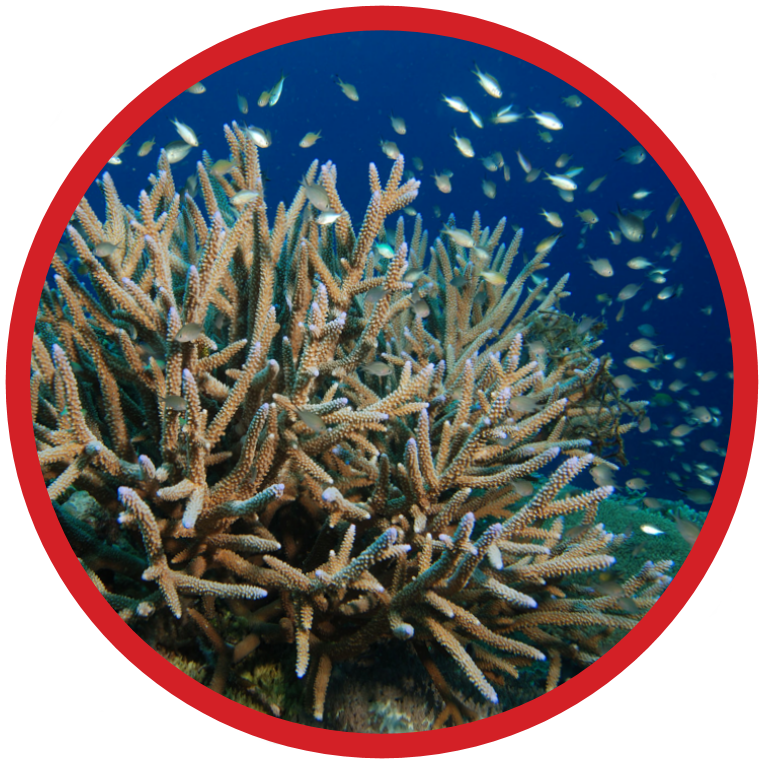 Staghorn Coral - Critically Endanagered