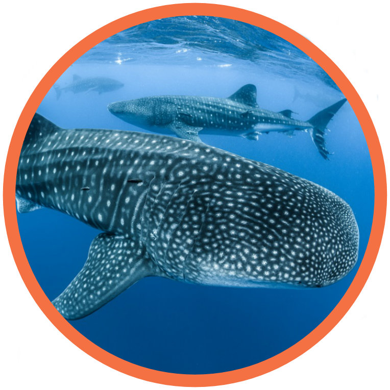 Whale Shark - Endanagered