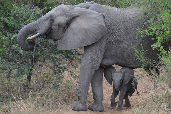 African Savanna Elephants