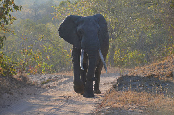 African Savanna Elephant