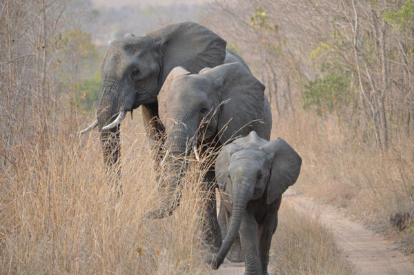 African Savanna Elephants