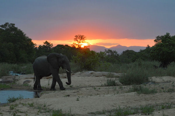 African Savanna Elephant