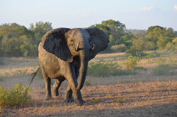 African Savanna Elephant