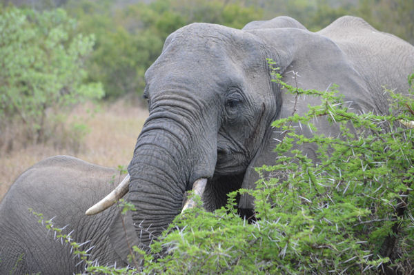 African Savanna Elephants