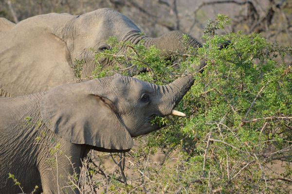 African Savanna Elephants