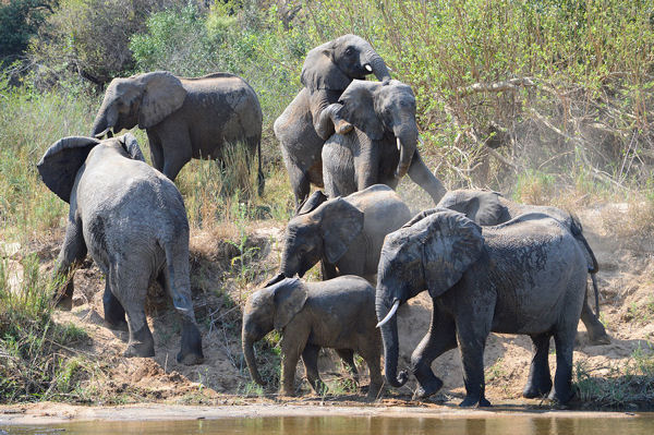 African Savanna Elephants