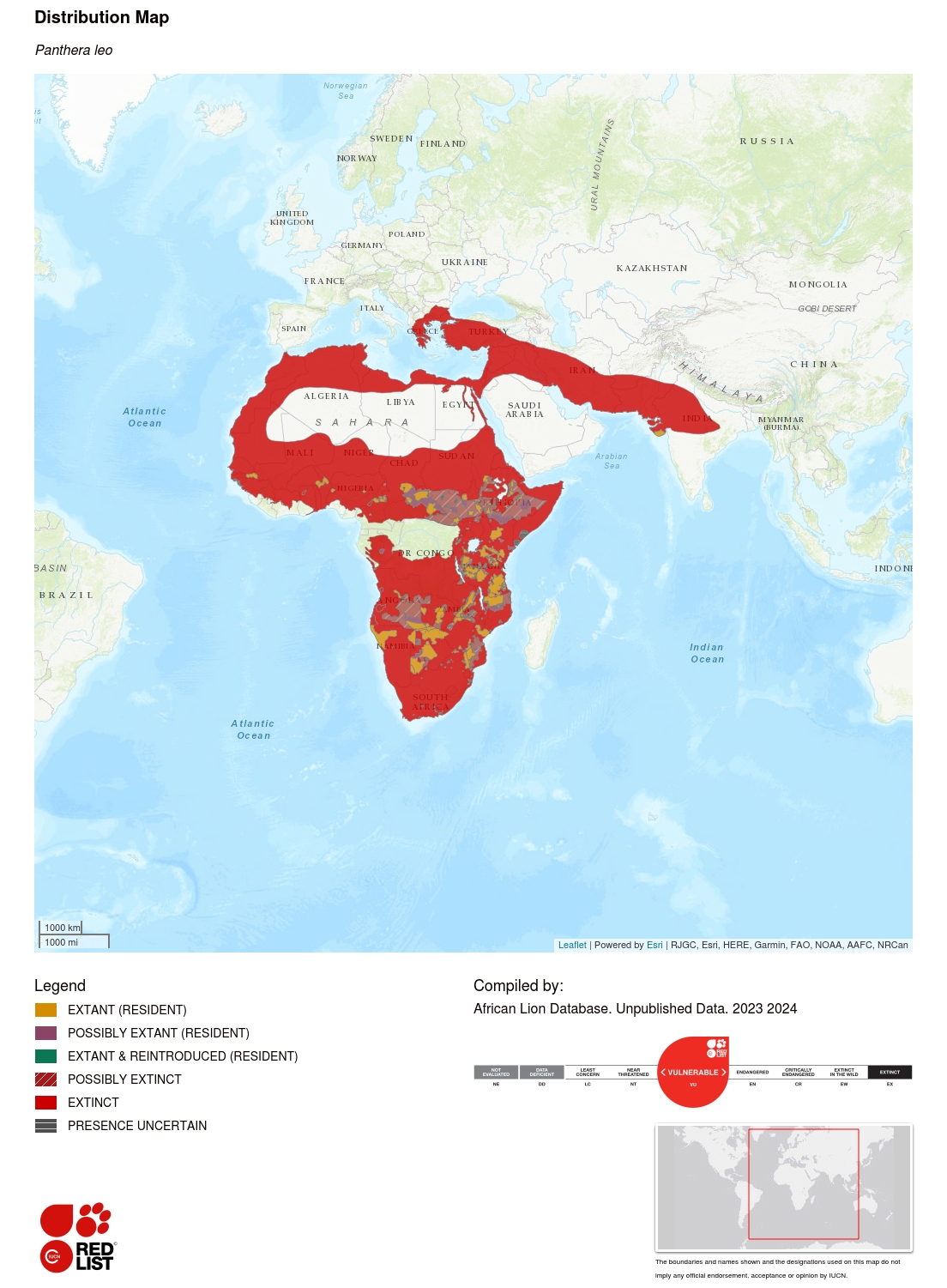 Vulnerable | African Lion | 5W Foundation