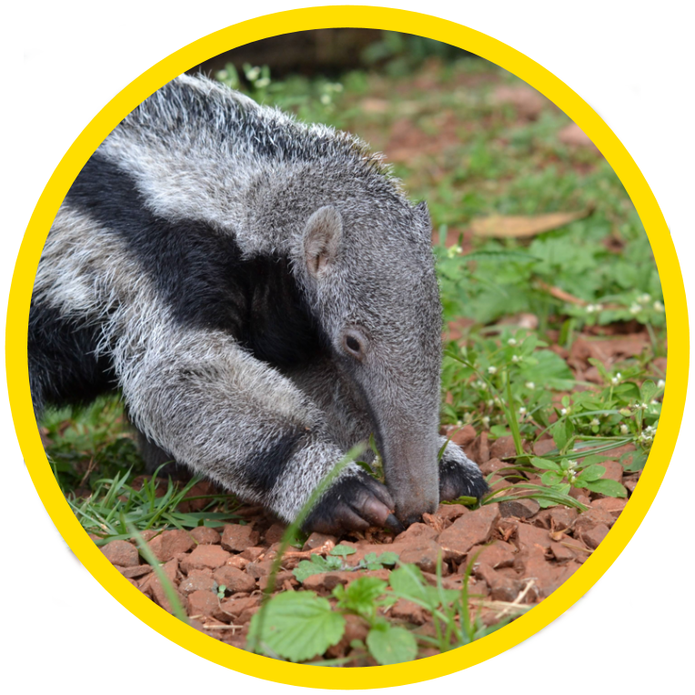 Giant Anteater