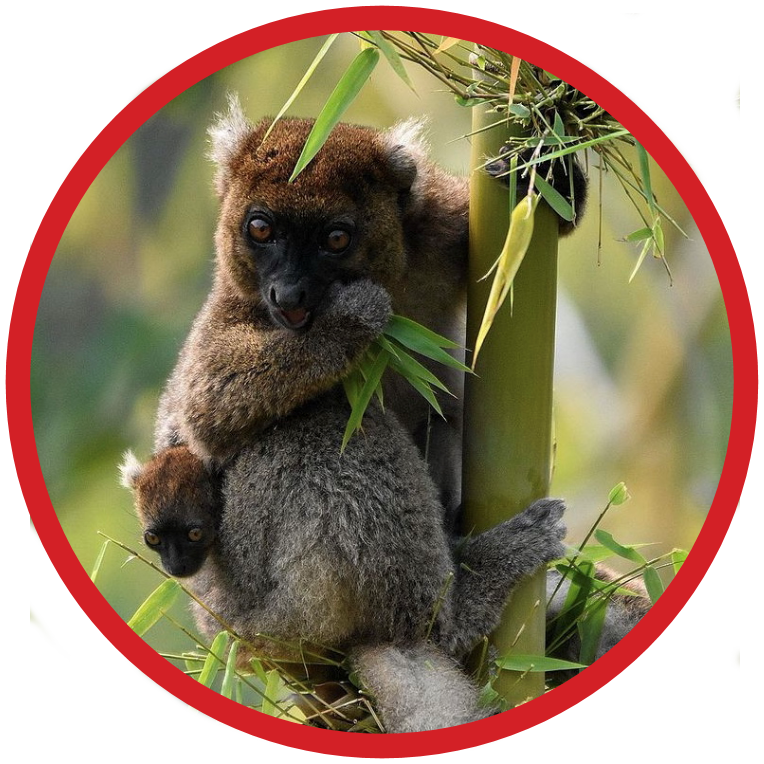 Greater Bamboo Lemur