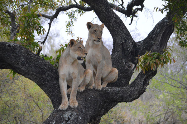 African Lionesses