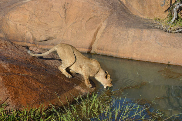 African Lioness