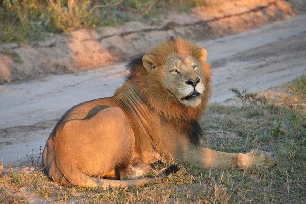 African Lion