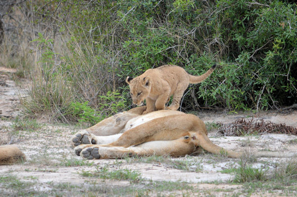 African Lions