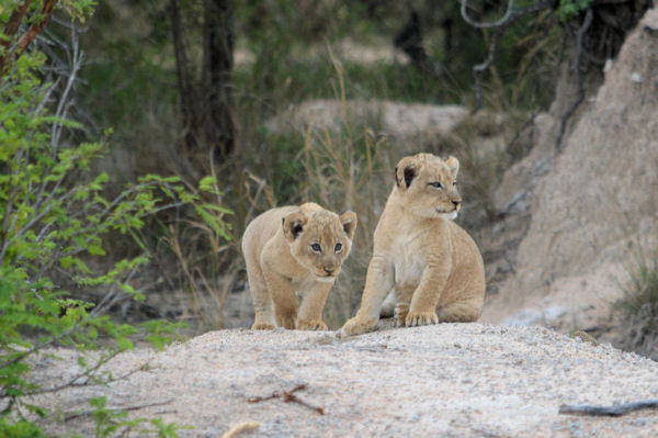 African Lions