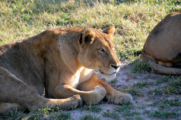 African Lioness