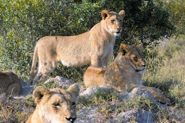 African Lions