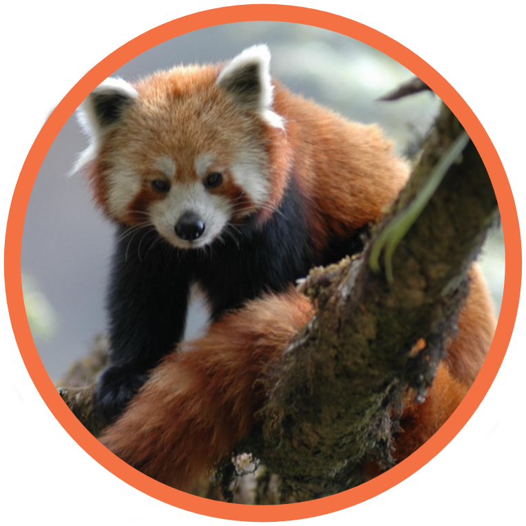 Red Panda