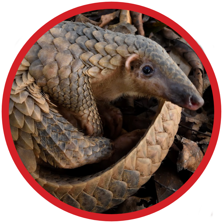 Sunda Pangolin