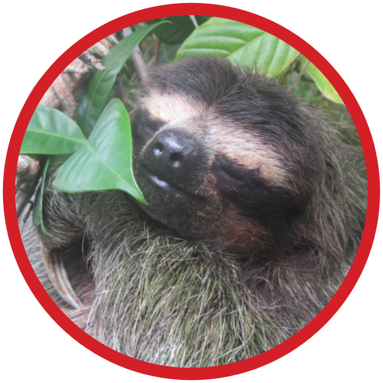 Pygmy Three-toed Sloth