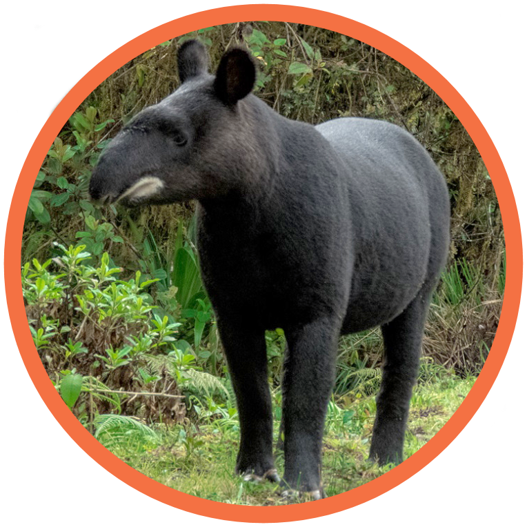 Mountain Tapir