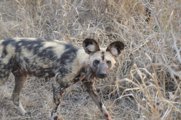 African Wild Dog