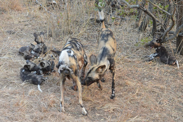 African Wild Dog