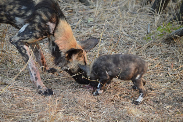 African Wild Dog