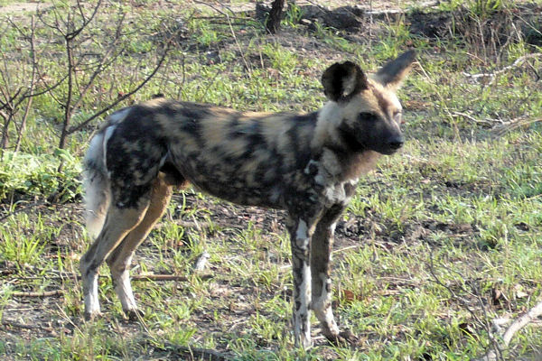 African Wild Dog