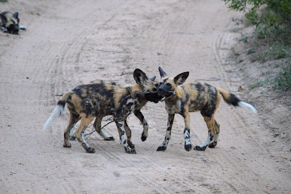 African Wild Dog