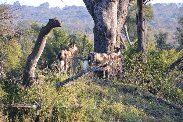 African Wild Dog