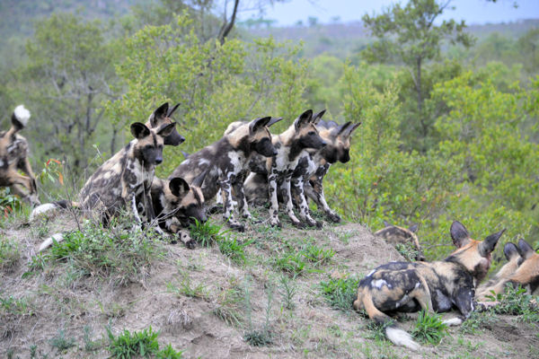 African Wild Dog