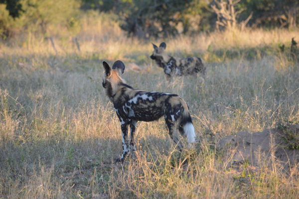 African Wild Dog