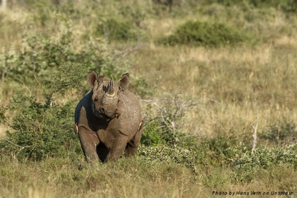 Black rhino