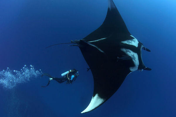 Oceanic Manta Ray