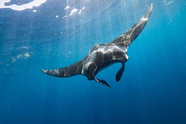 Oceanic Manta Ray