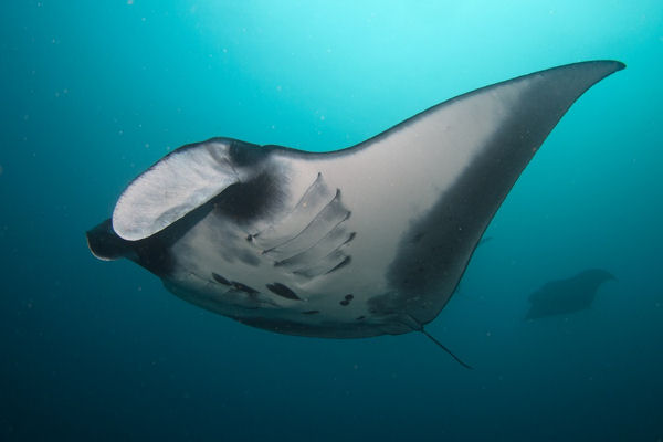 Oceanic Manta Ray