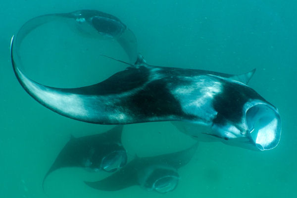 Oceanic Manta Ray