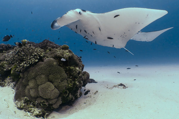 Oceanic Manta Ray