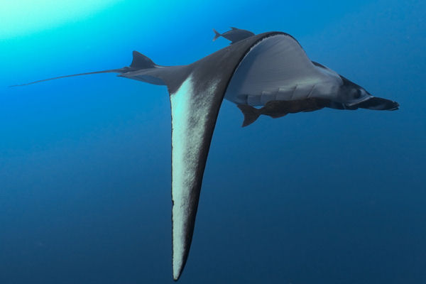 Oceanic Manta Ray