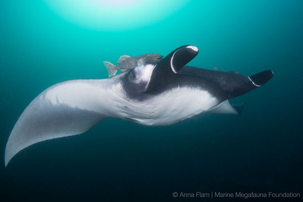 Oceanic Manta Ray